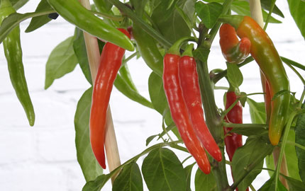 red hot chilli plants