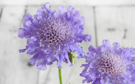 Colourful Summer flowering Scabious