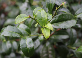 Hardy tea plants - camellia sinensis