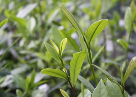 tea plants